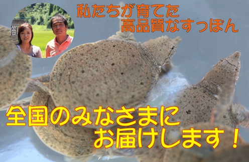 すっぽん赤ちゃん